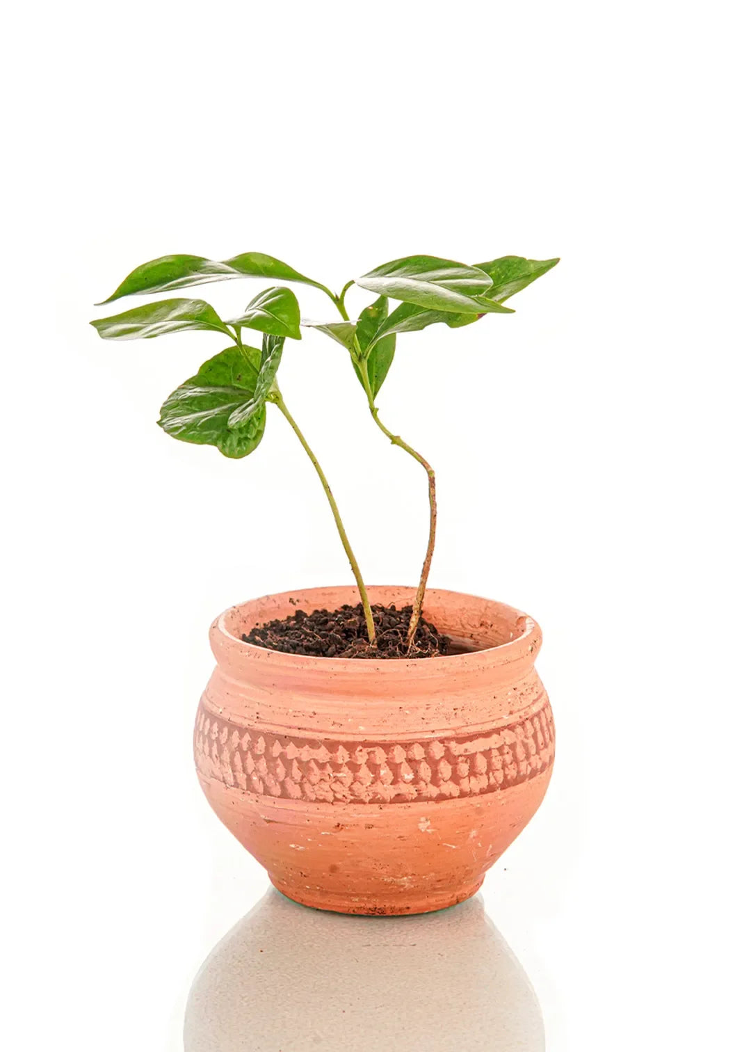 Plántulas de Café
