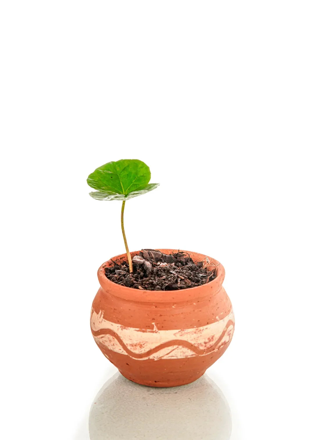 Plántulas de Café